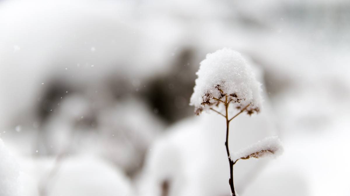Meteo Romagna, venerdì torna la neve in Appennino