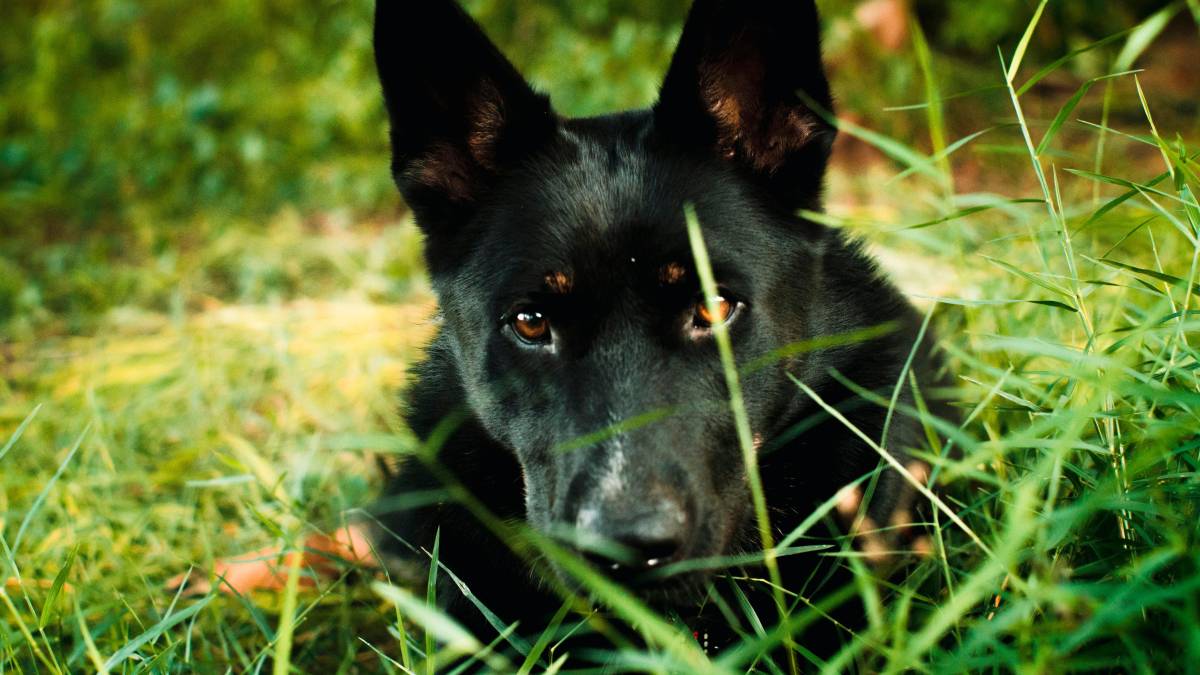 San Marino, animali avvelenati: denunciato un uomo
