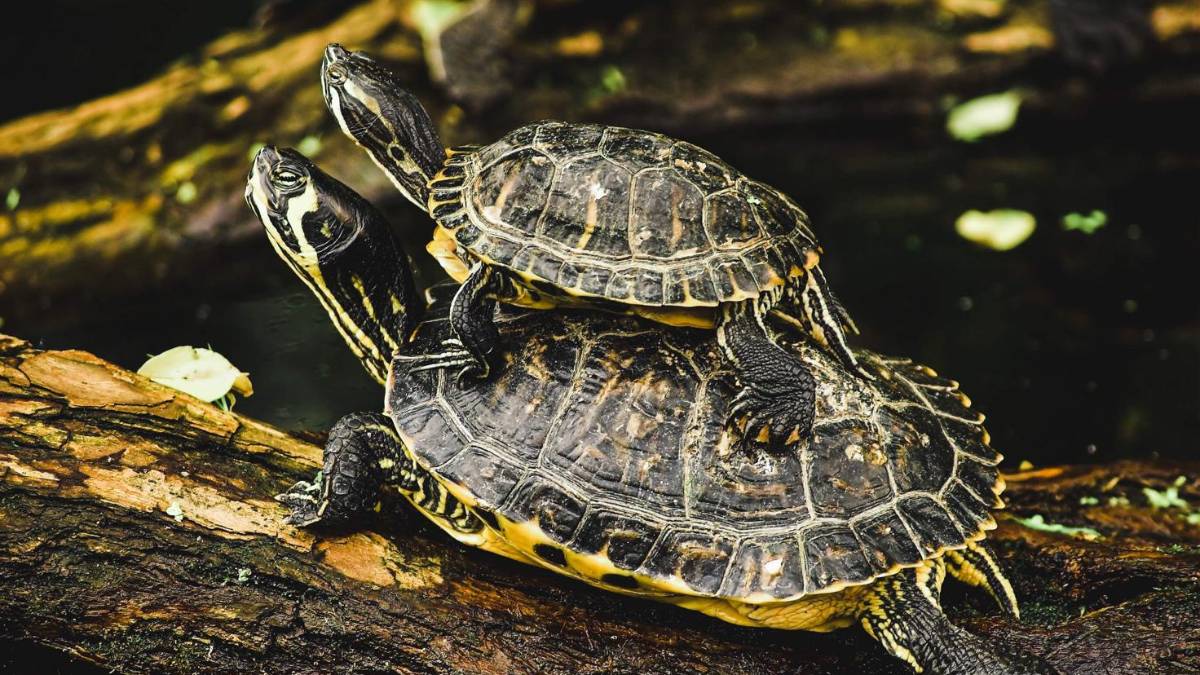 Tartaruga come animale domestico: cosa devi sapere