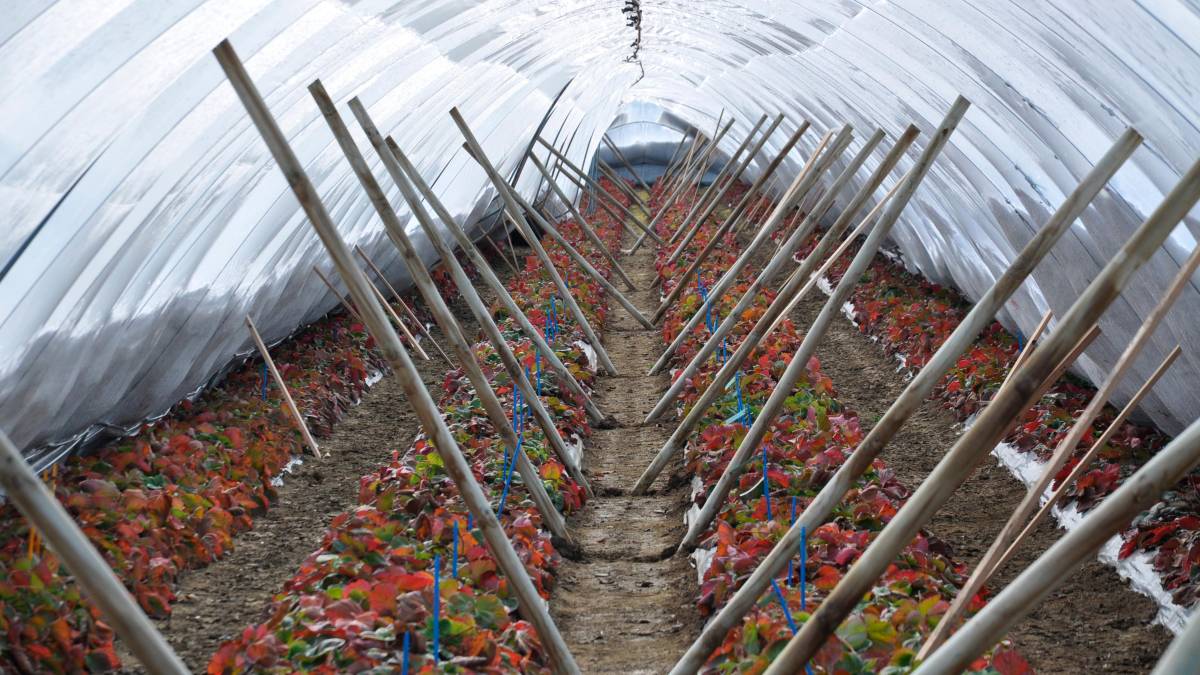 L’imprenditore agricolo nel 2008 aveva ottenuto il permesso di costruire