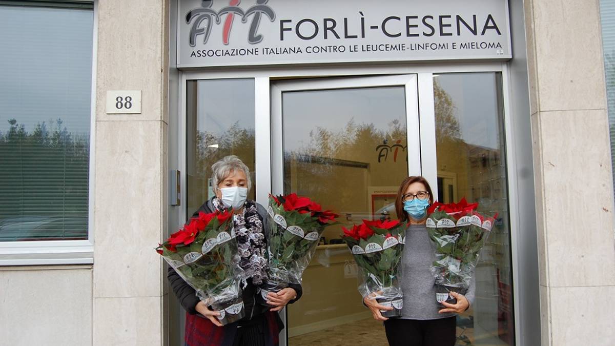Da sabato le stelle di Natale Ail in provincia di Forlì-Cesena