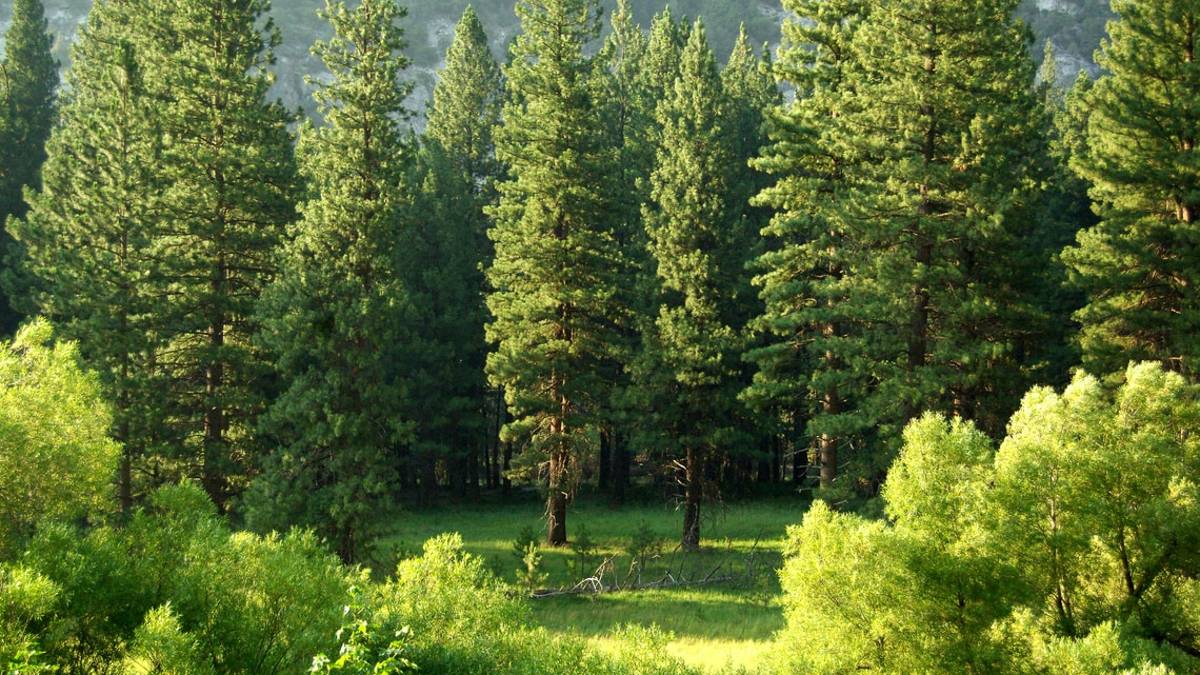 Rimini, in arrivo 7mila nuovi alberi