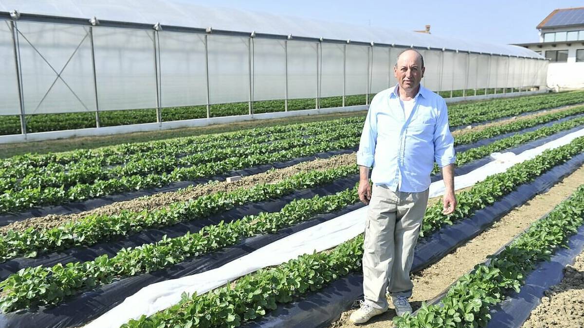 Cesena: le fragole locali accelerano nella maturazione