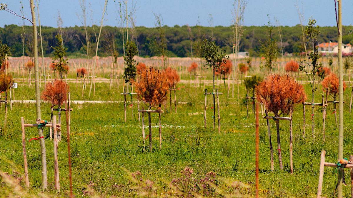 Ravenna, già secchi i pini piantati come compensazione del rigassificatore
