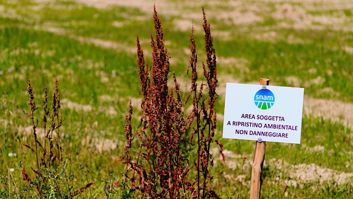 Ravenna, già secchi i pini piantati come compensazione del rigassificatore