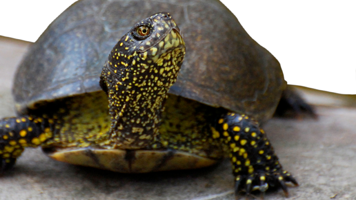 Una tartaruga palustre