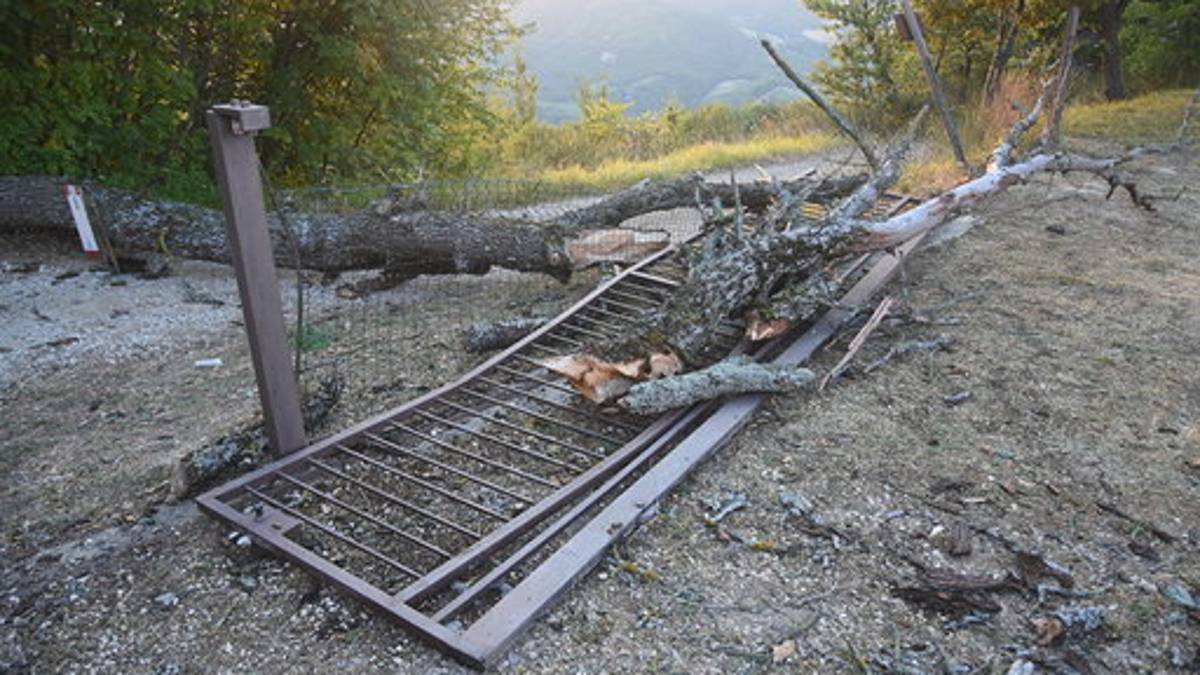 Scout travolti da un albero a Tredozio: i giovani ricoverati