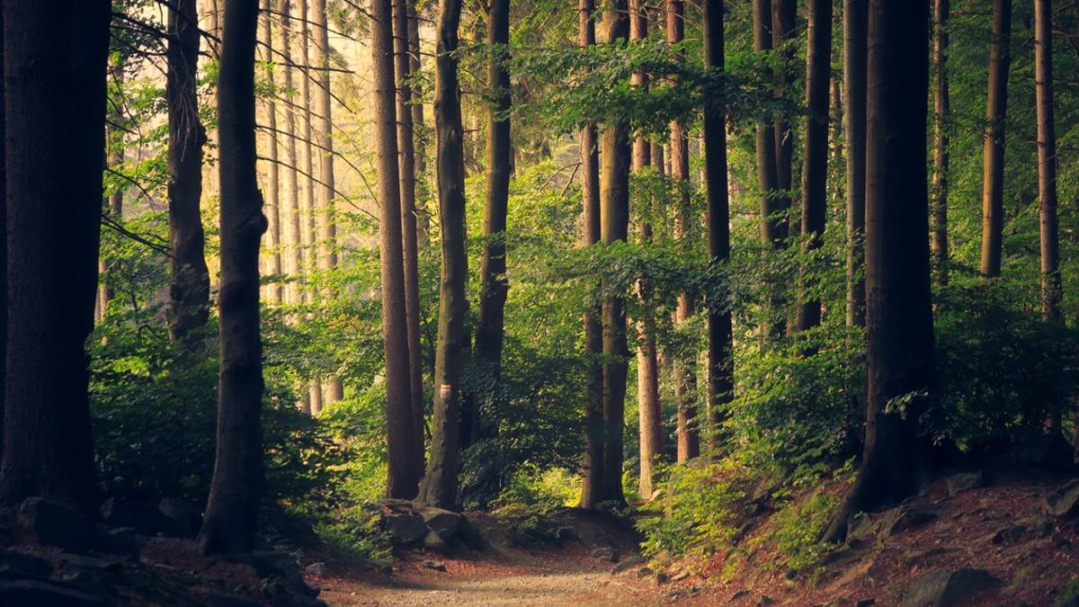 San Marino, si perdono nel bosco dopo il Rally Legend: soccorsi due ragazzi