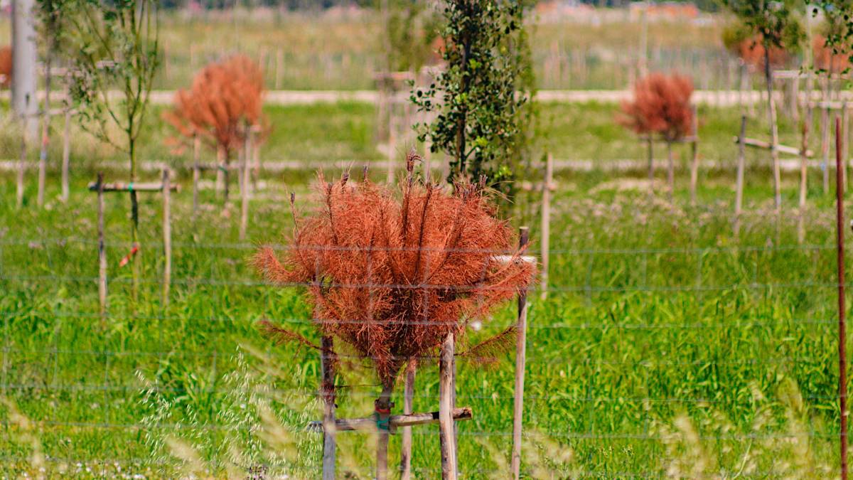 Ravenna, già secchi i pini piantati come compensazione del rigassificatore