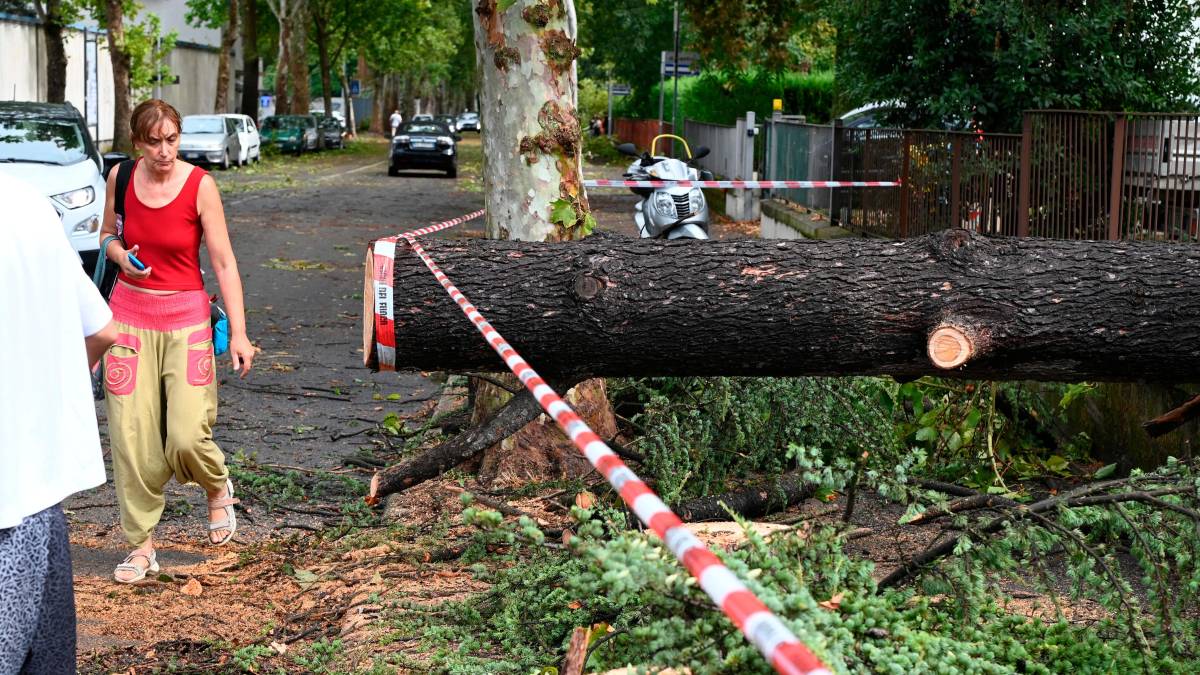 Nubifragio a Forlì: una strage di alberi e rami caduti, chiusi parchi e giardini pubblici FOTOGALLERY