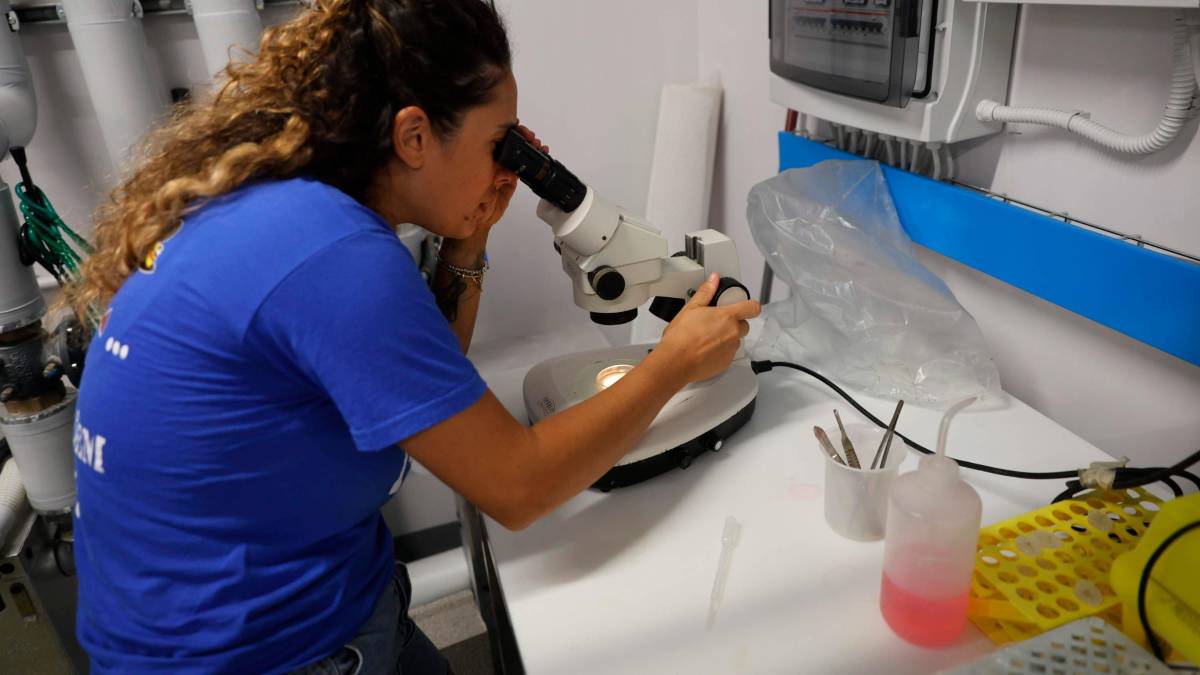 Cesenatico, scatta il progetto “Octo-Blu”: la Regione e l’Ateneo schierano il polpo contro il granchio alieno VIDEO e FOTOGALLERY