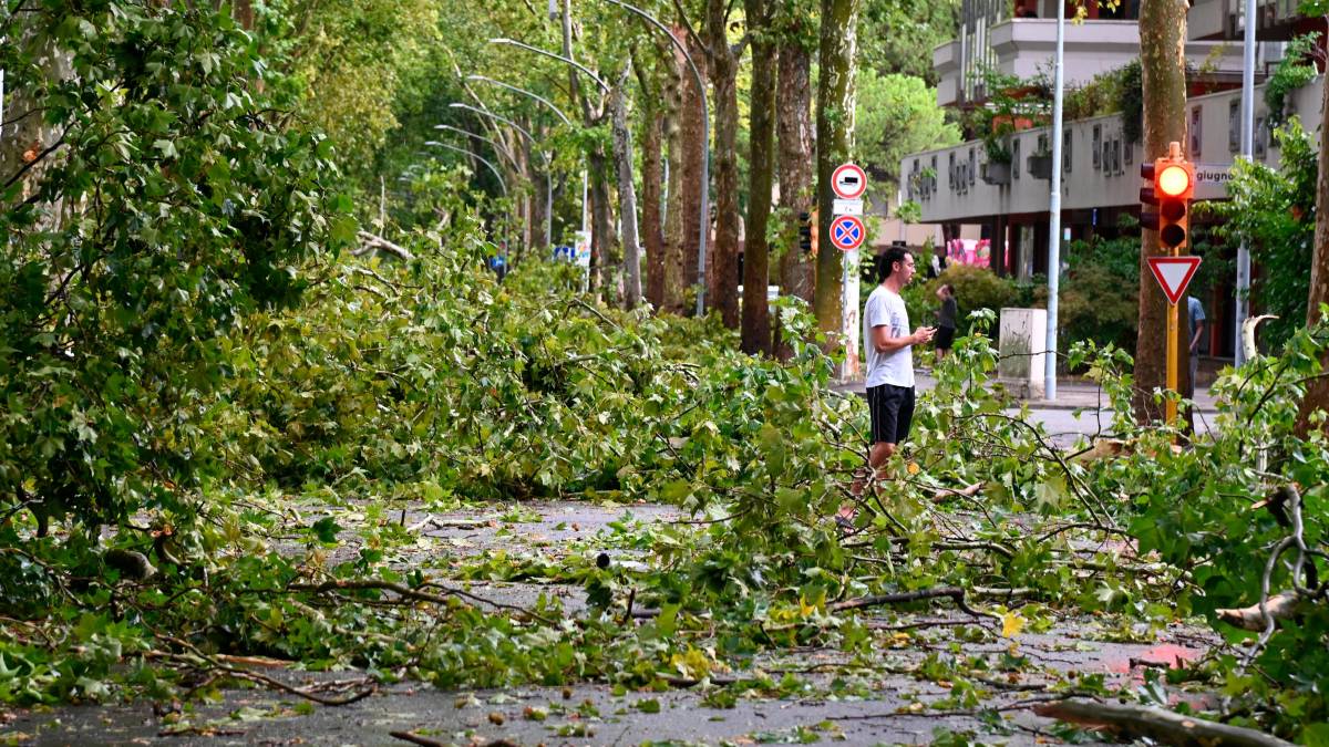 Nubifragio a Forlì: una strage di alberi e rami caduti, chiusi parchi e giardini pubblici FOTOGALLERY