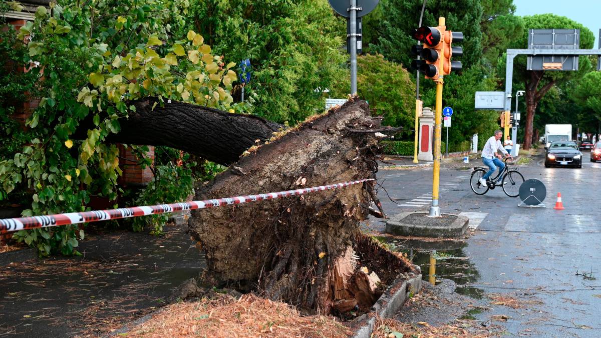 Nubifragio a Forlì: una strage di alberi e rami caduti, chiusi parchi e giardini pubblici FOTOGALLERY