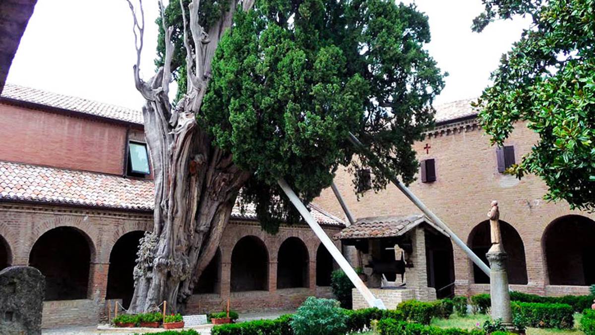 Il cipresso di Verucchio e i suoi colleghi secolari in un prezioso libro