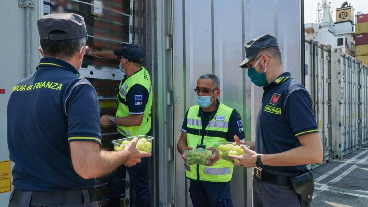 Ravenna, sequestrata uva contraffatta proveniente dall'Egitto