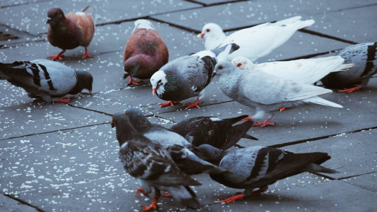 Cervia, risolto il problema dei piccioni. Allontanati in modo incruento