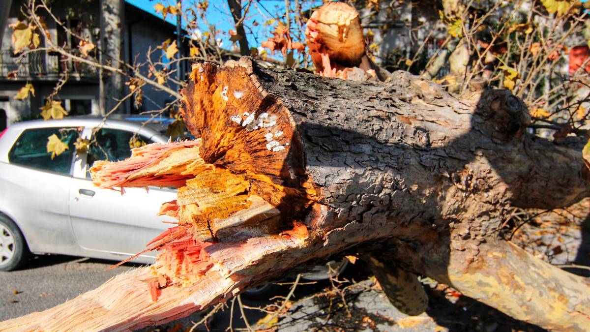 Ravenna. Il vento abbatte un albero: distrutta un’auto con dentro mamma e figlia. Via delle Industrie chiusa al traffico