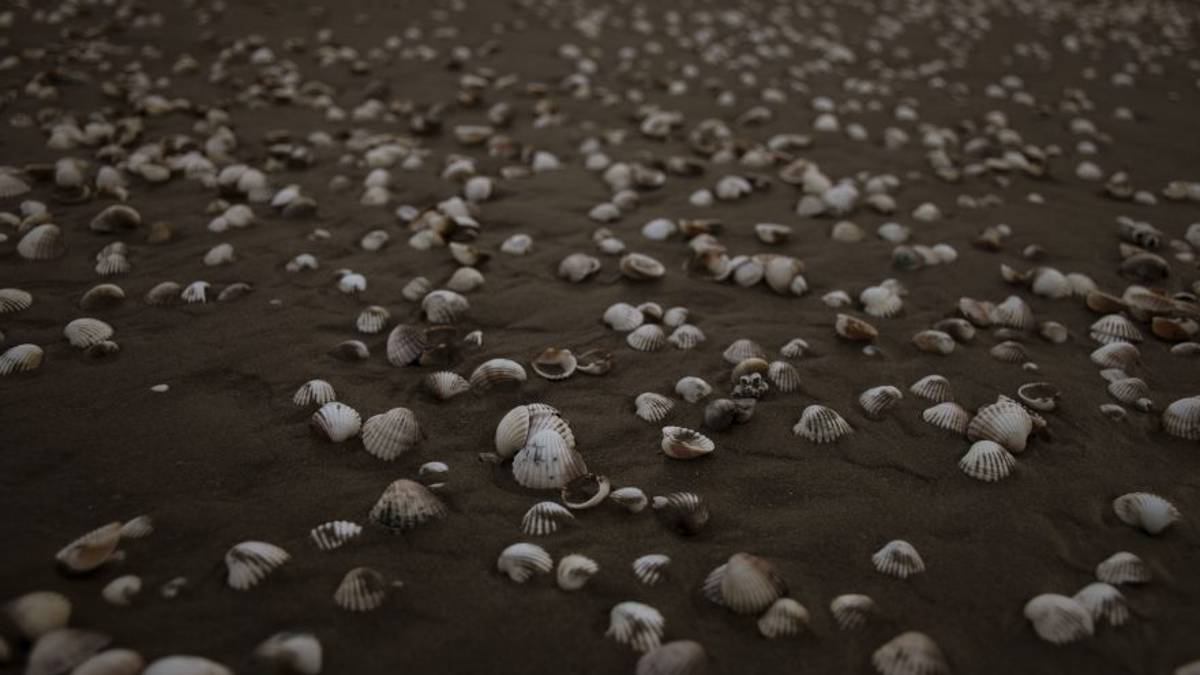 Vongole, allarme rientrato Sollievo per pescatori di Rimini e Ravenna