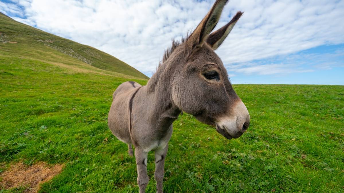 Cesena, tieni fermo il tuo asino: alla fine il veterinario colpisce il padrone con la siringa