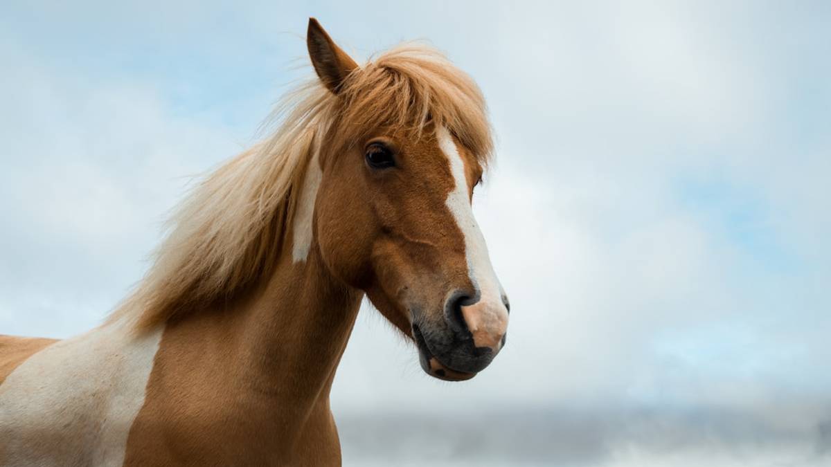Finanziamento Covid dallo Stato per l'azienda, ma si compra un cavallo: multa a imprenditore faentino