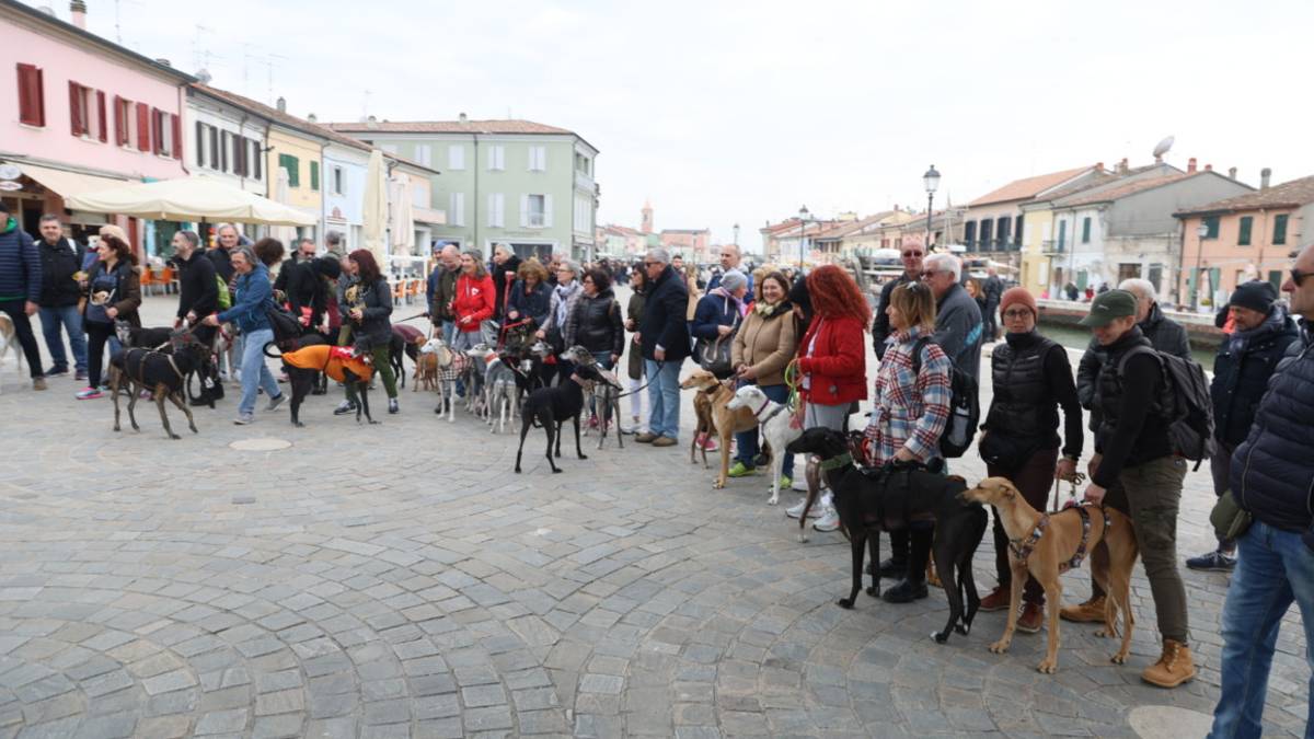 I levrieri salvati dalle uccisioni in parata a Cesenatico - FOTOGALLERY