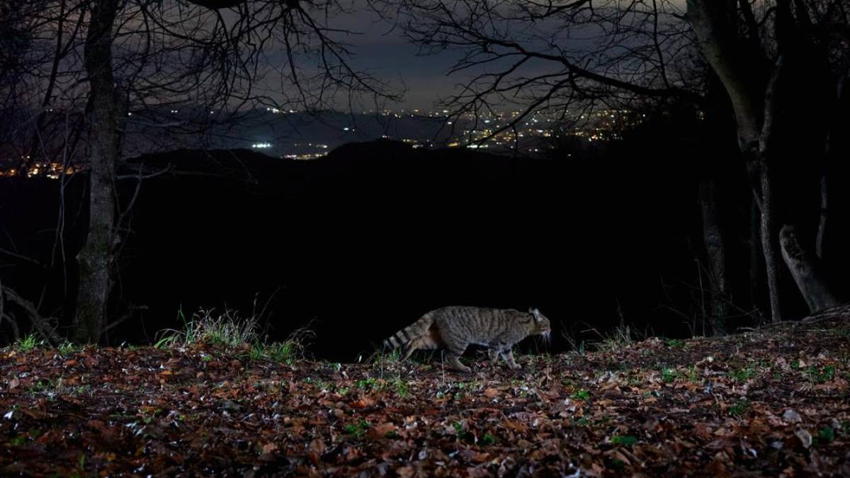 Il gatto selvatico nel Parco della vena del gesso, nuovi studi con le fototrappole