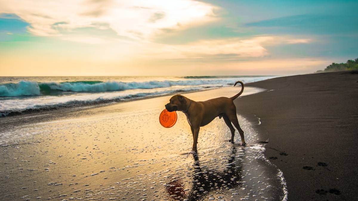 Cesenatico, nasce un'area per la balneazione del cani dalle 6 alle 22