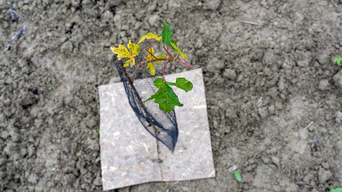 Cervia, 400 nuovi alberi per la pineta dopo la tromba d'aria