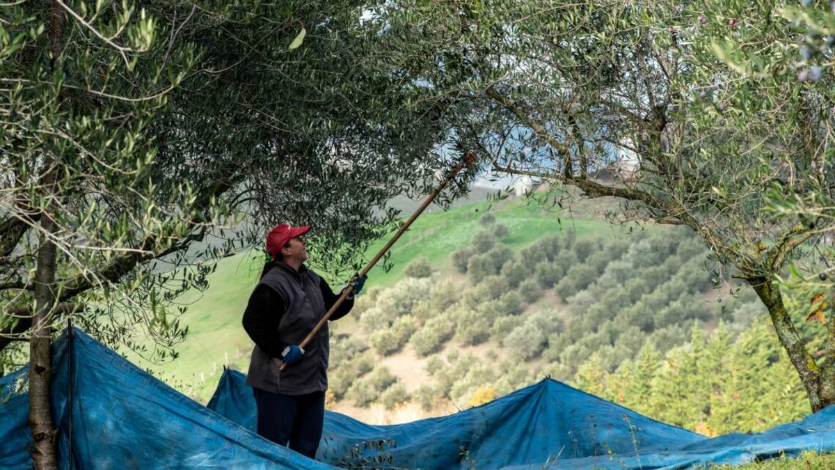 La scelta di Paolo e Katia. Vigneto biodiverso: Vigne dei Boschi