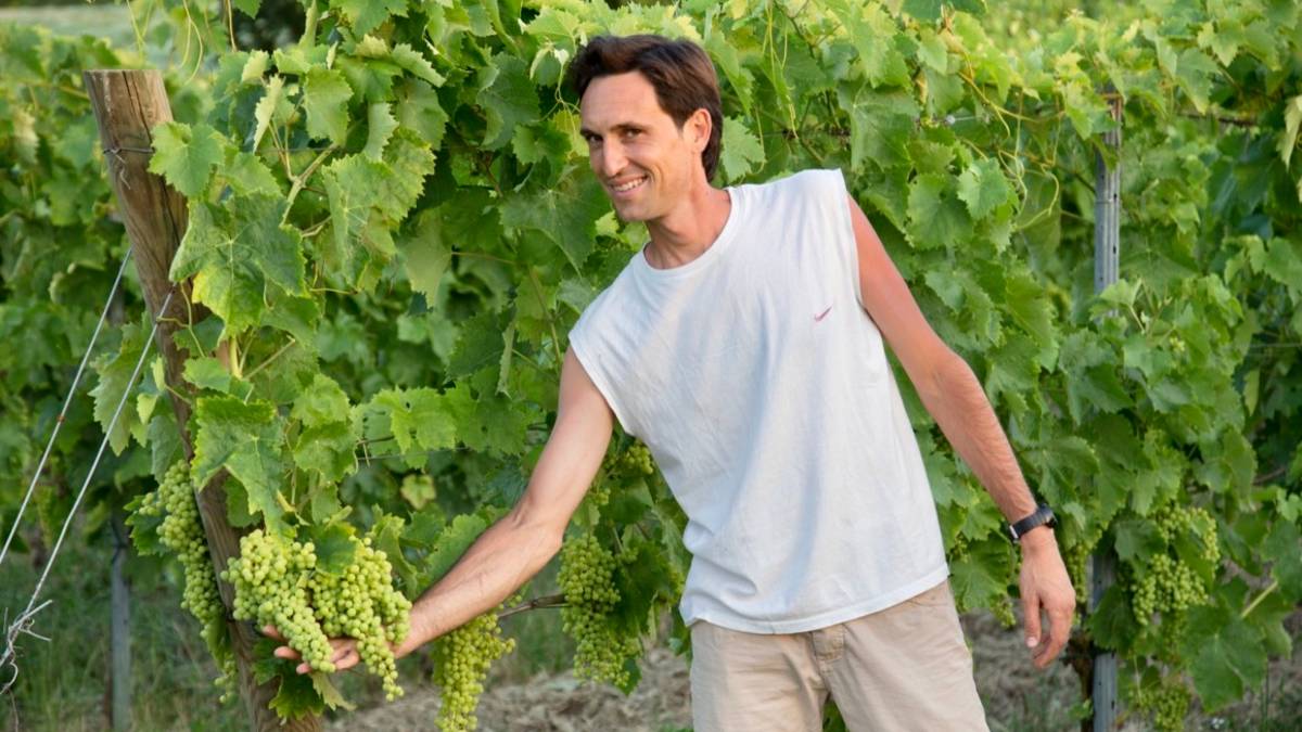 Vendemmia. Produzione crollata ma il vino è di qualità. Un fungo ha aggredito le viti biologiche: meno 40%