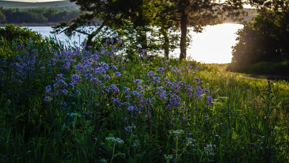 Forlì, Comune e ambientalisti uniti per il Regolamento del Verde Pubblico e Privato