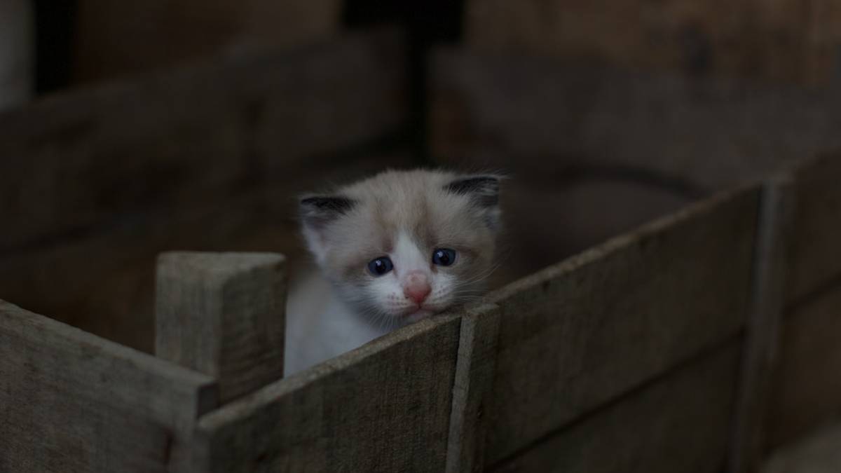 Misano, tortura i gatti dei vicini e finisce a processo