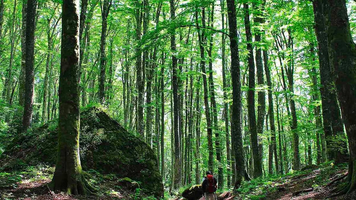 San Benedetto in Alpe, una serata tra cinema e natura con “Il Sentiero delle Foreste Sacre”