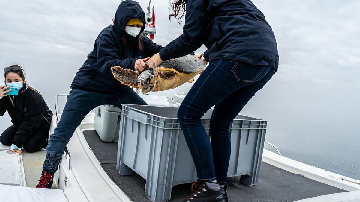 Tartarughe marine, 11 recuperi e rilasci in mare nel week end