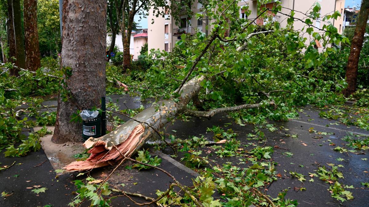 Nubifragio a Forlì: una strage di alberi e rami caduti, chiusi parchi e giardini pubblici FOTOGALLERY