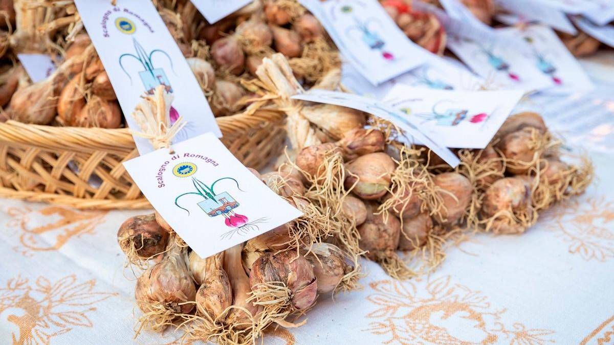 Lo scalogno di Romagna