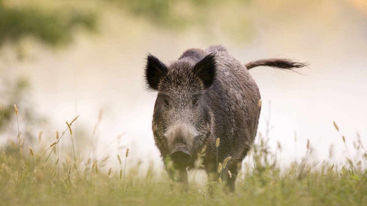 Imola, cinghiale troppo vicino all'autostrada: abbattuto