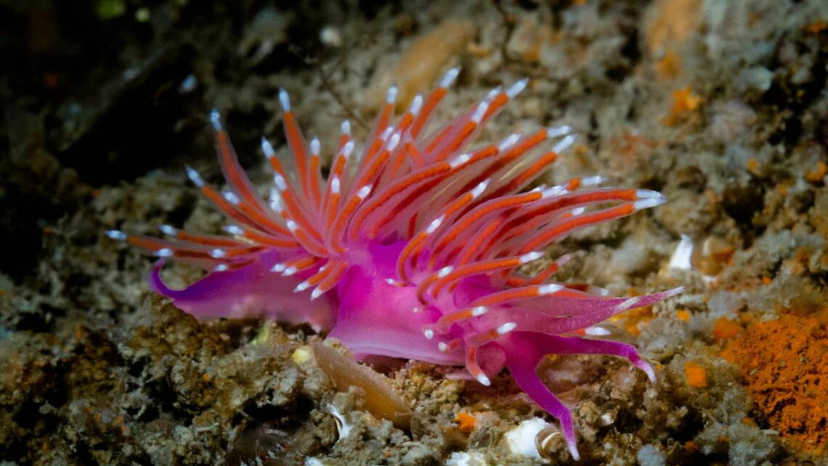 L'Adriatico e la nascita della biologia marina