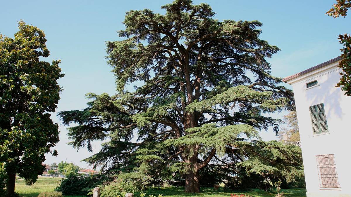 Il cedro del Libano di villa Mami, a San Vittore
