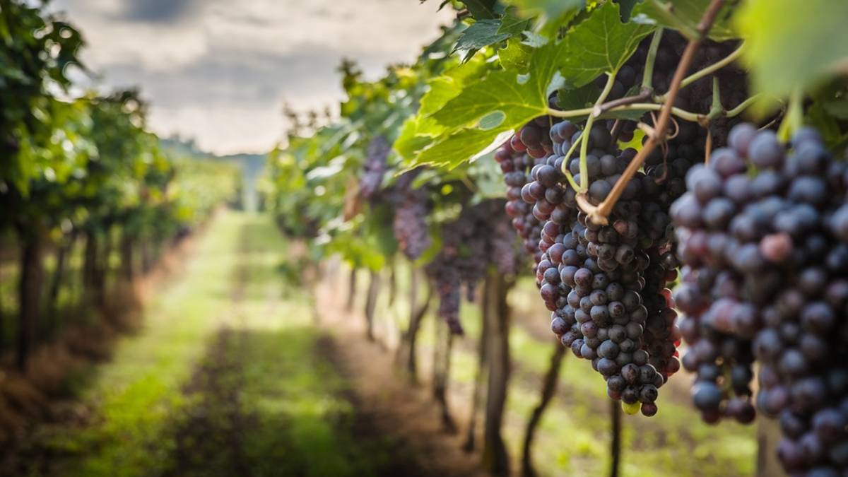 Sostegni alla viticoltura, un bando per ristrutturazione vigneti