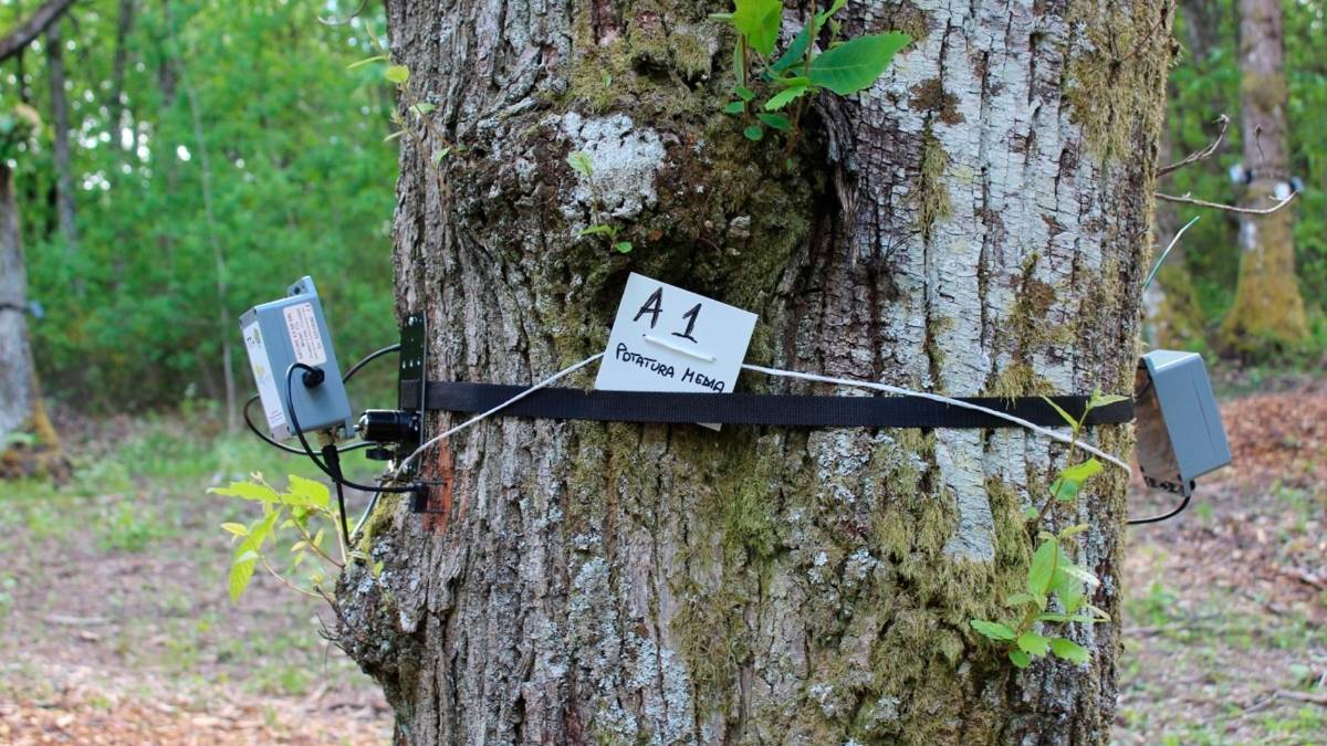 I castagneti e il territorio: dalla bonifica integrale alla rinascita ambientale