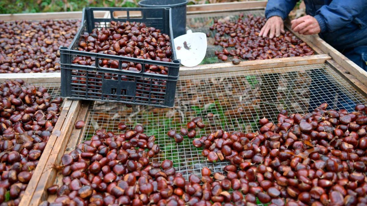 Al via la stagione dei marroni: “Calo di produzione per il caldo, ma sono dolcissimi e di alta qualità”