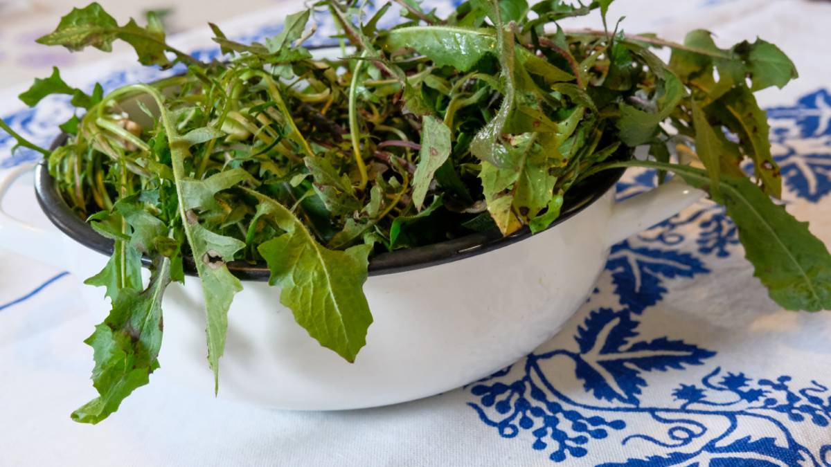 Andar per erbe, la ricetta: cicorie, radicchi e svampone