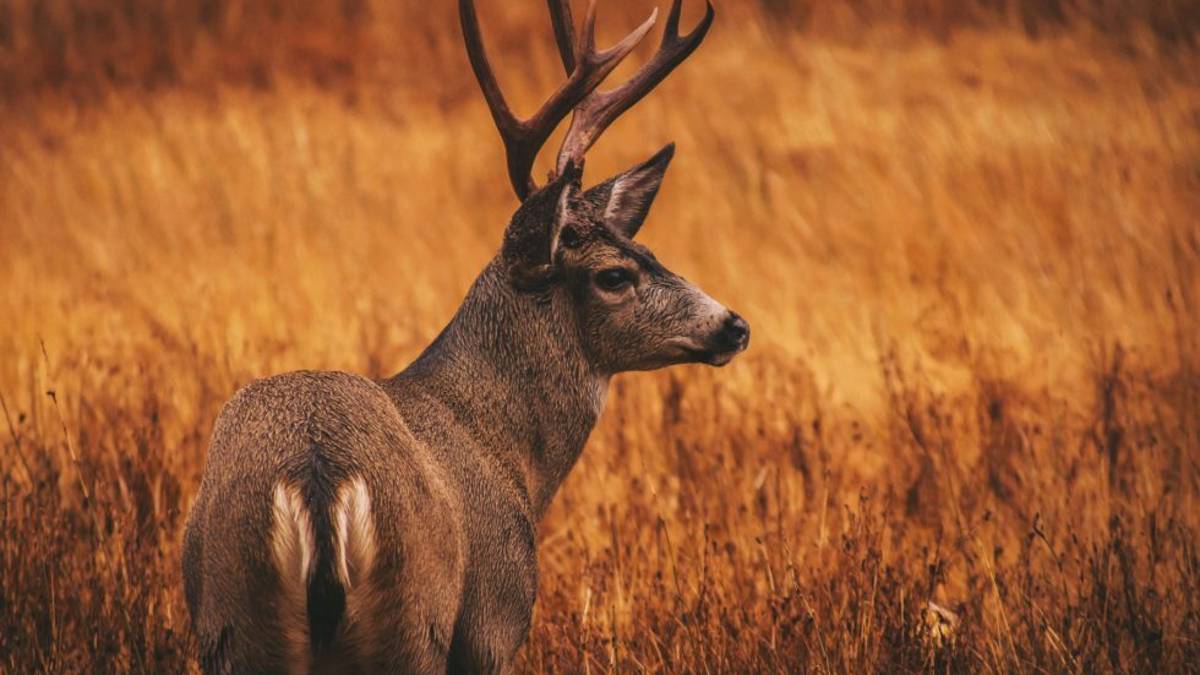 Daini nel ravennate, gli animalisti: «Ora nuove recinzioni»