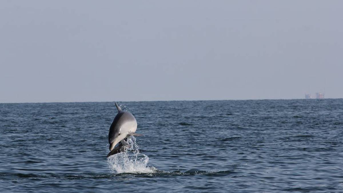 Il presidente dei pescatori: Delfini? Ma quale spettacolo: sono buoni da mangiare e ci rubano il pesce azzurro