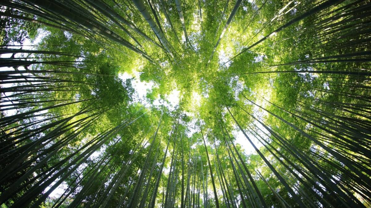 Immergersi nel verde e nei boschi diventa una vera e propria cura