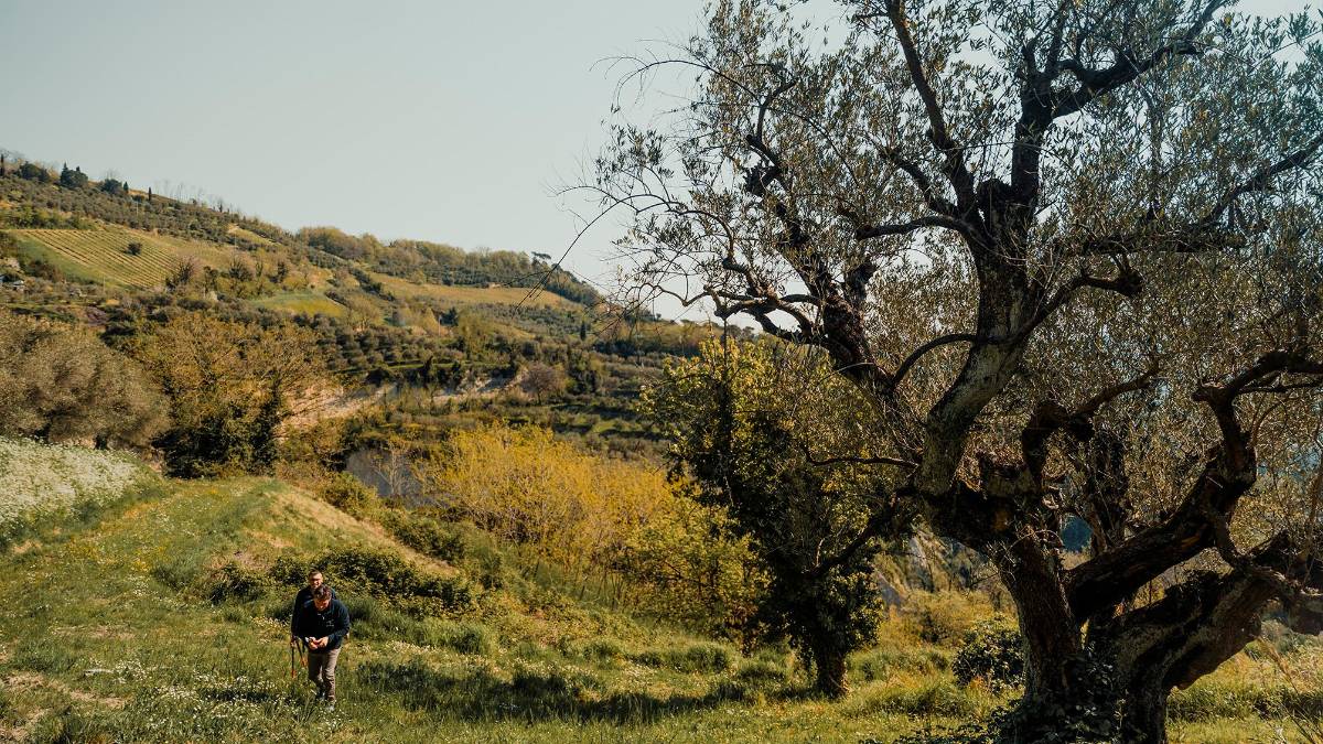 Brisighella, torna la Camminata tra gli Olivi: trekking tra ulivi secolari e degustazioni in frantoio