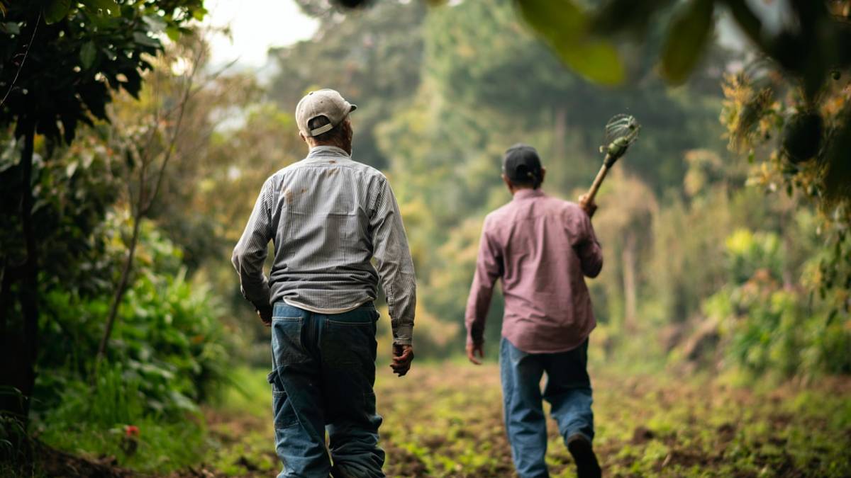 Lavoro, l'allarme di Confagricoltura: Manca il 30% della manodopera per la frutta