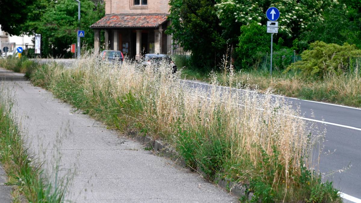 Una situazione di erba alta a Forlì; a fianco l’assessore Giuseppe Petetta foto fabio blaco