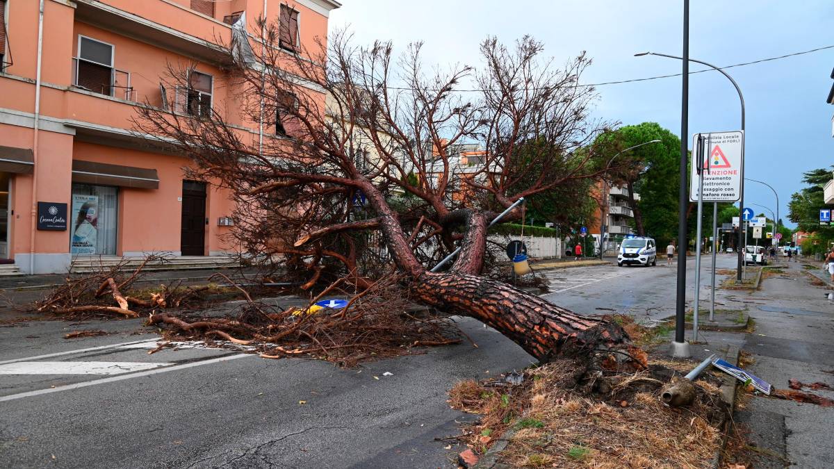 Nubifragio a Forlì: una strage di alberi e rami caduti, chiusi parchi e giardini pubblici FOTOGALLERY